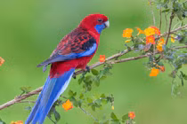 Tháng 12 Âm lịch, 4 con giáp viên mãn, năm mới thuận buồm xuôi gió