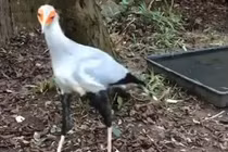 Video: Cách tấn công con mồi kỳ lạ của diều ăn rắn