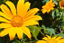 10 ngày tới, 3 con giáp đón nhận điều may, tài lộc dồi dào