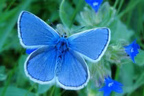 4 con giáp tháng 4 phú quý, tháng 5 dưa dả, tháng 6 sung túc