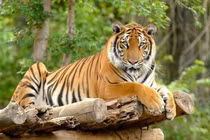 4 con giáp hưởng phú quý: Từ giờ tới Tết 2023 có tiền tỷ