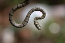 Rắn bay truy đuổi thằn lằn bay 