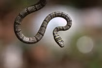 Rắn bay truy đuổi thằn lằn bay 