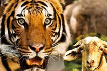 Năm 2023: Nhà có đủ bộ 3 con giáp này tài lộc ú ụ, giàu khủng 