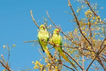 4 con giáp tự viết lại cuộc đời bằng chính nỗ lực của mình