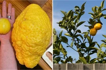 Quả chanh to như dưa hấu nặng tới 2,6kg, bổ ra gây bất ngờ