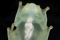 Ếch thủy tinh có khả năng 'giấu' máu vẻ ngoài gần như trong suốt