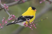 Ai sinh ngày Âm lịch này không chịu nghèo, không sợ nghèo