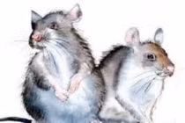 Thần đồng tiên tri chắc nịch 3 con giáp trúng quả đậm nửa cuối 2022 