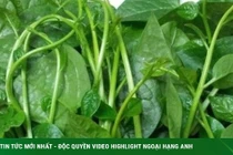 Mồng tơi phun chất kích thích 10 tiếng vươn dài ra gần 30cm 