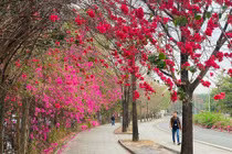 Trầm trồ con đường hoa giấy đẹp như phim ở TPHCM 