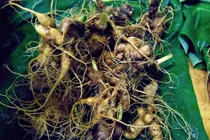 Bán 55kg sâm củ Ngọc Linh, người dân nhẹ nhàng “bỏ túi” 4,5 tỷ 