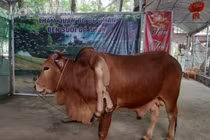 Kỳ lạ bò 6 chân ở Thanh Hóa, dân lũ lượt đến xem