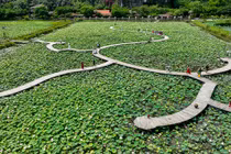 Cánh đồng sen "bung lụa" dưới chân núi Ngọa Long, Ninh Bình