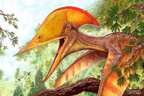 Xuất hiện loài “quái vật bay” chưa từng thấy ở Trung Quốc 