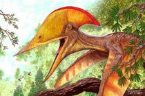 Xuất hiện loài “quái vật bay” chưa từng thấy ở Trung Quốc 