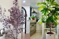 Cây cảnh độc lạ “mới nổi” thu hút tài lộc, no ấm cho gia đình
