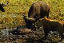 Clip: Trâu rừng thoát chết khó tin khi bị sư tử cắn cổ