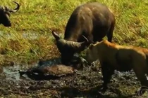 Clip: Trâu rừng thoát chết khó tin khi bị sư tử cắn cổ