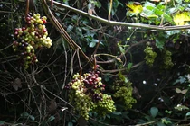 Quả mọc dại bỗng thành đặc sản đắt hơn nho Mỹ