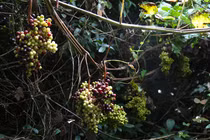 Quả mọc dại bỗng thành đặc sản đắt hơn nho Mỹ