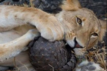 Video: Sư tử “méo mặt” trước khả năng phòng thủ của tê tê 