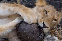 Video: Sư tử “méo mặt” trước khả năng phòng thủ của tê tê 