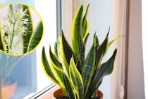 5 loại cây cực hiếm ra hoa, hoa nở là lộc rơi vào nhà