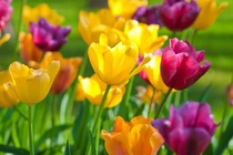 Trẻ sinh vào 3 khung giờ Âm lịch này, hội đủ phúc lộc, bình an