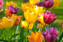 Trẻ sinh vào 3 khung giờ Âm lịch này, hội đủ phúc lộc, bình an