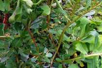 Loại "rau nhà nghèo" tự mọc sum suê, hái về phơi khô bán 120.000 đồng/kg