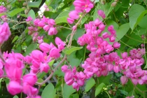 Nửa sau tháng 8, 3 con giáp có căn phú quý, đụng đâu cũng ra tiền 