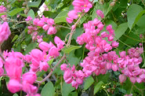 Nửa sau tháng 8, 3 con giáp có căn phú quý, đụng đâu cũng ra tiền 