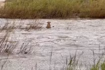 Cảm động tình mẫu tử của vua thảo nguyên
