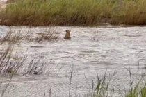 Cảm động tình mẫu tử của vua thảo nguyên