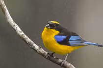 Trẻ sinh ngày Âm lịch này, phúc khí dồi dào