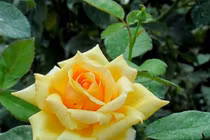 Ba người này hay đến nhà thường “chuyện lớn chẳng lành”, nên cảnh giác