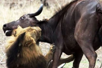  Xót xa cảnh sư tử đực hạ sát 2 mẹ con trâu rừng