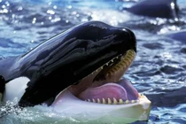 Chức năng của những đốm trắng phía trên mắt của cá voi sát thủ