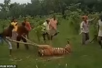 Hổ dữ tấn công người, chết đau đớn vì bị dân làng quây đánh