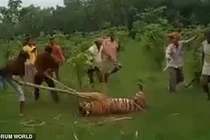 Hổ dữ tấn công người, chết đau đớn vì bị dân làng quây đánh