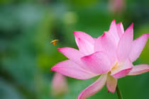 Người sinh tháng Âm lịch này hào quang rực rỡ 