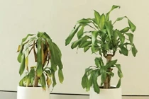 Đặt loại cây này trong nhà, xui xẻo kéo đến, càng sống càng nghèo