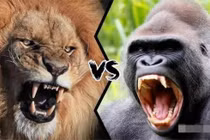 Tại sao hổ và sư tử không ăn thịt khỉ đột?