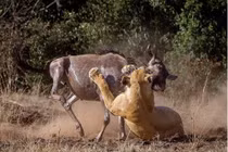 Cận cảnh linh dương đầu bò kịch chiến sư tử cái 