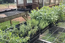 Bà mẹ 2 con sở hữu vườn rau, hoa theo phương pháp hữu cơ