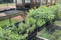 Bà mẹ 2 con sở hữu vườn rau, hoa theo phương pháp hữu cơ