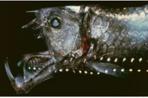 Vì sao các loài cá đáy biển có vẻ ngoài kỳ dị? 