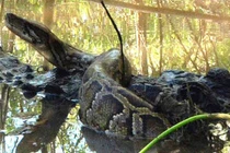 Video: Trăn khổng lồ bị cá sấu cho “ăn no đòn” 