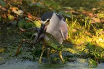 Chú chim tham lam định nuốt sống con ếch nhưng mắc nghẹn 